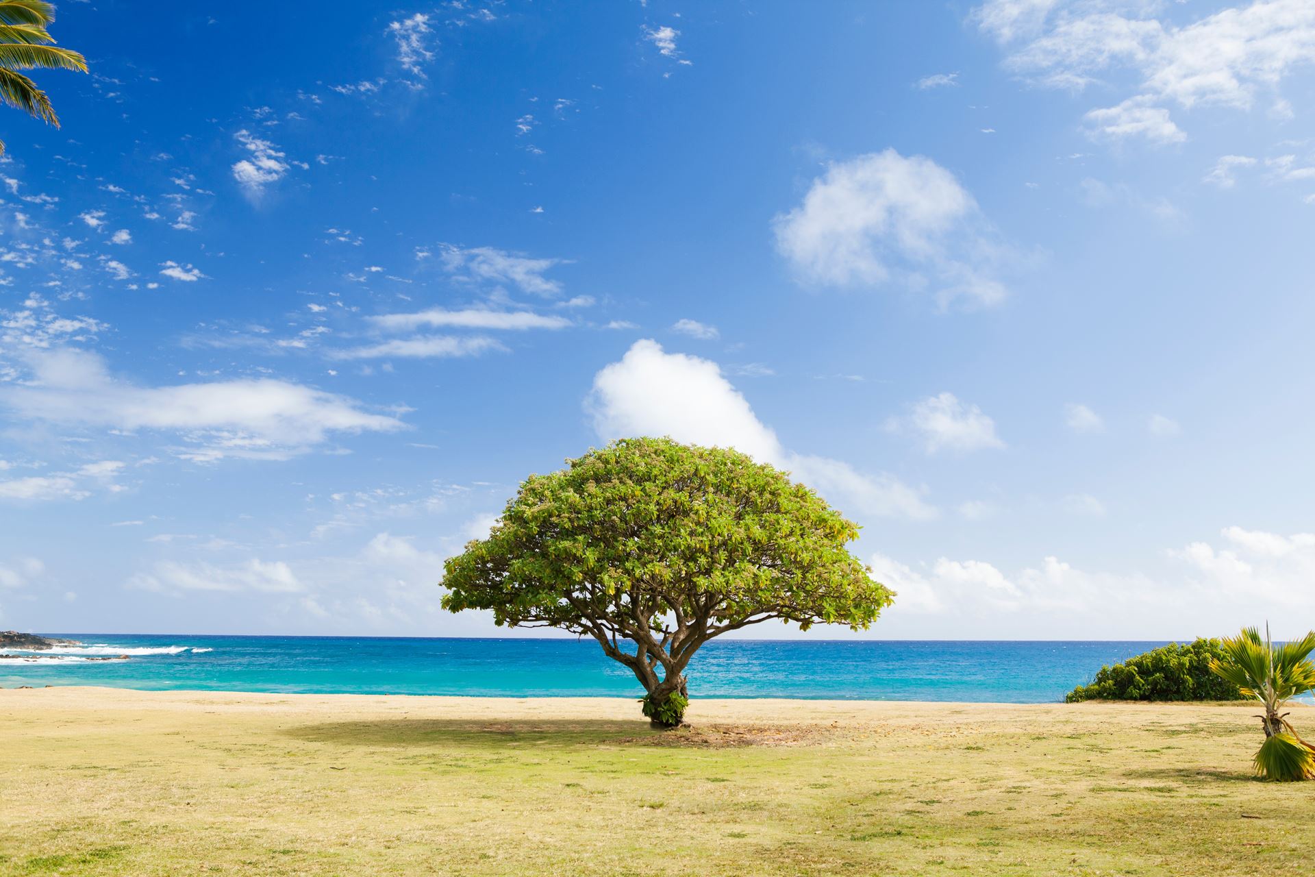 Tree blue sky